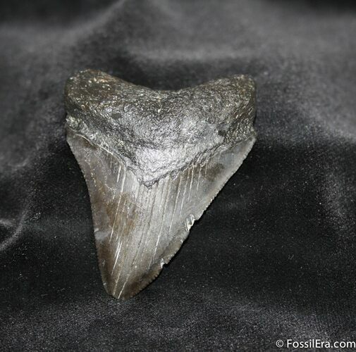 Serrated Inch Megalodon Tooth - Georgia #695